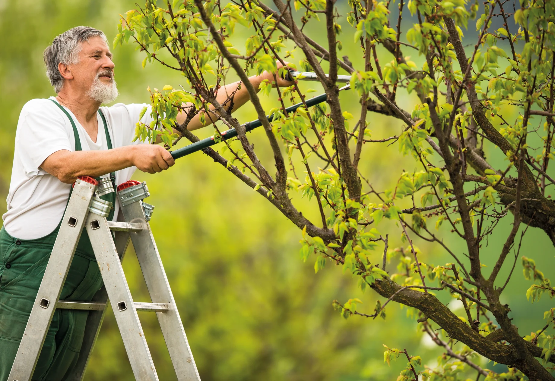 Mand som klipper træ