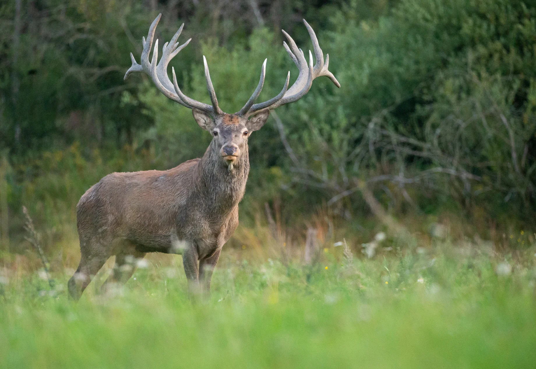 Råvildt som står på en græsmark