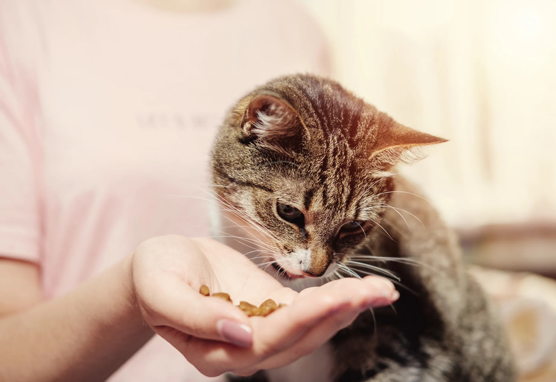 Kat som spiser af hånd