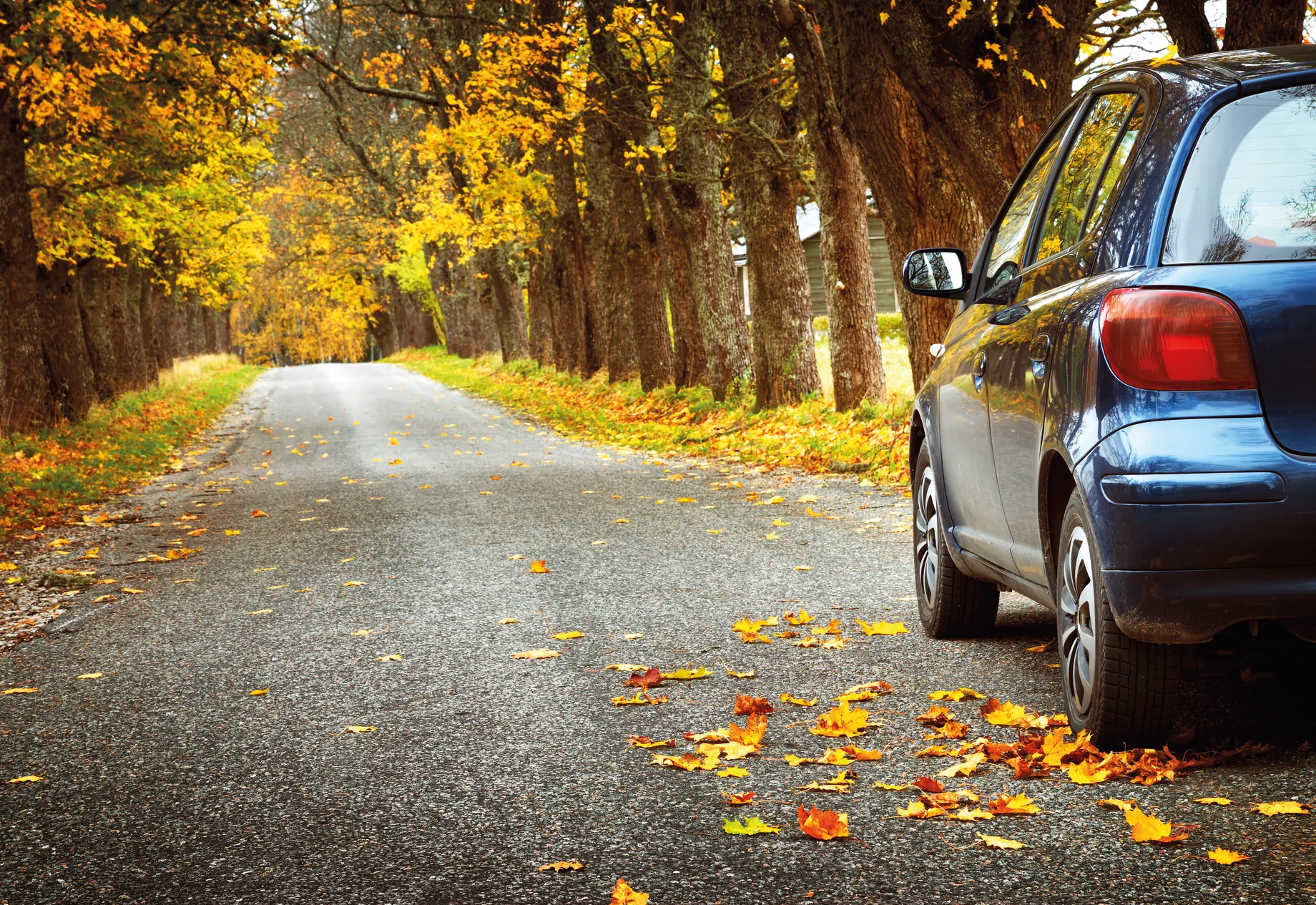 Bil kører igennem en skov, hvor der falder gule blade ned
