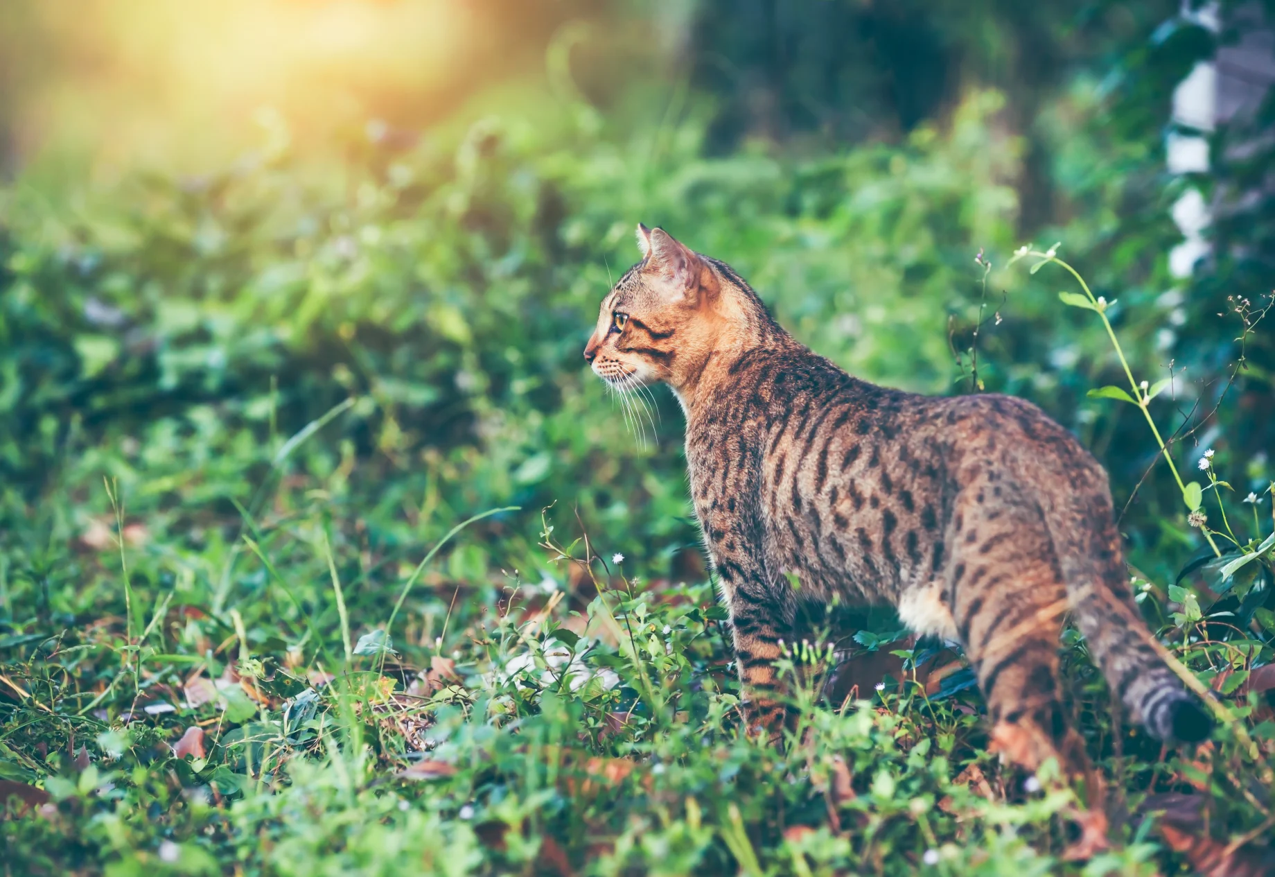 Kat i naturen