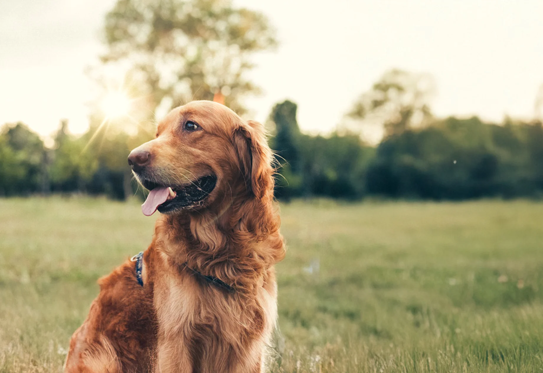 Glad Hund I Naturen