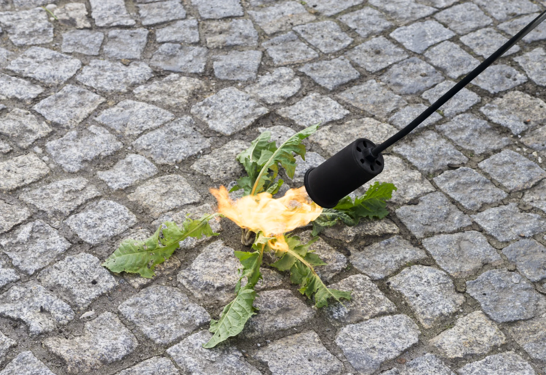 Ukrudtsbrænder
