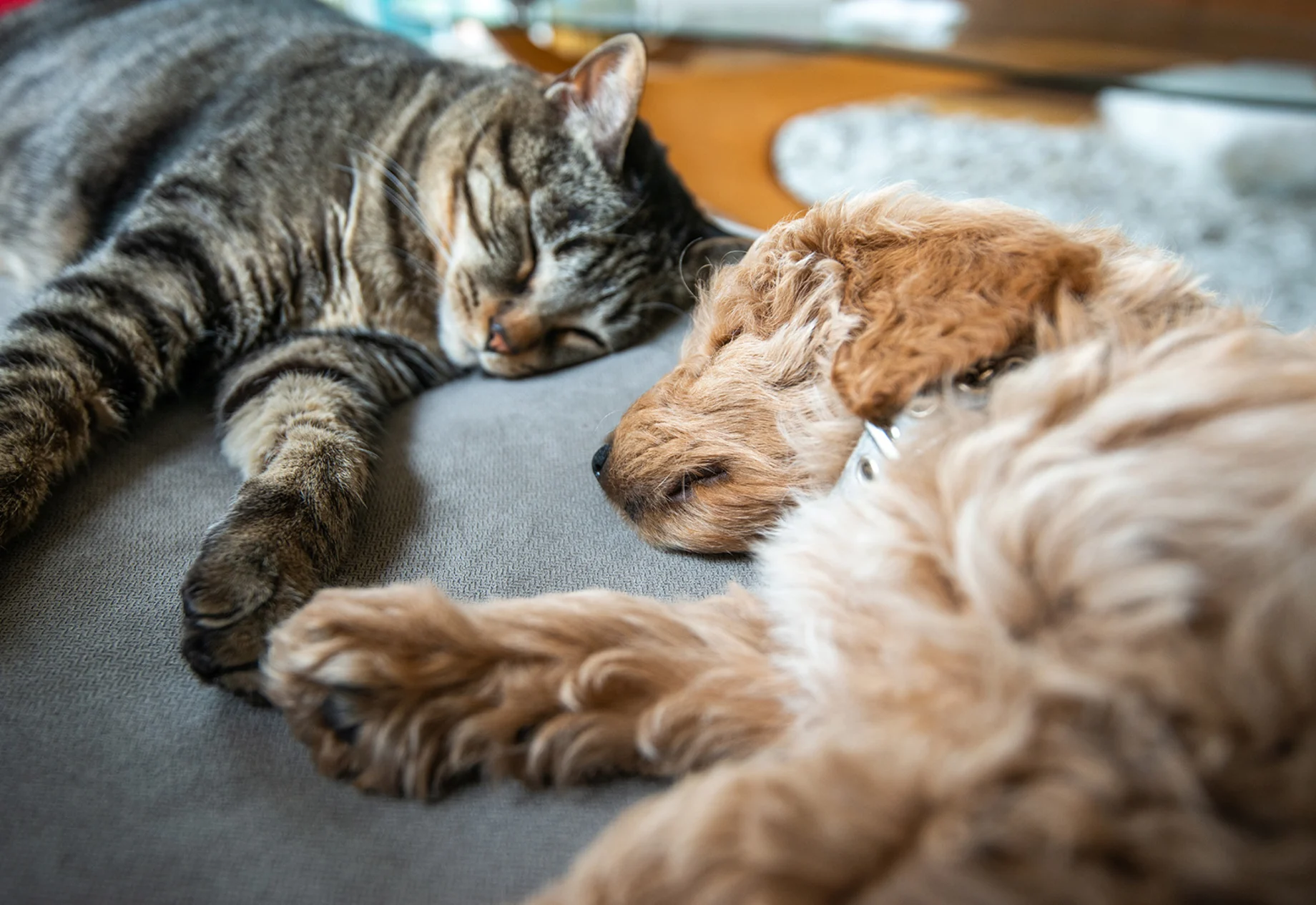 Hund og kat sover sammen