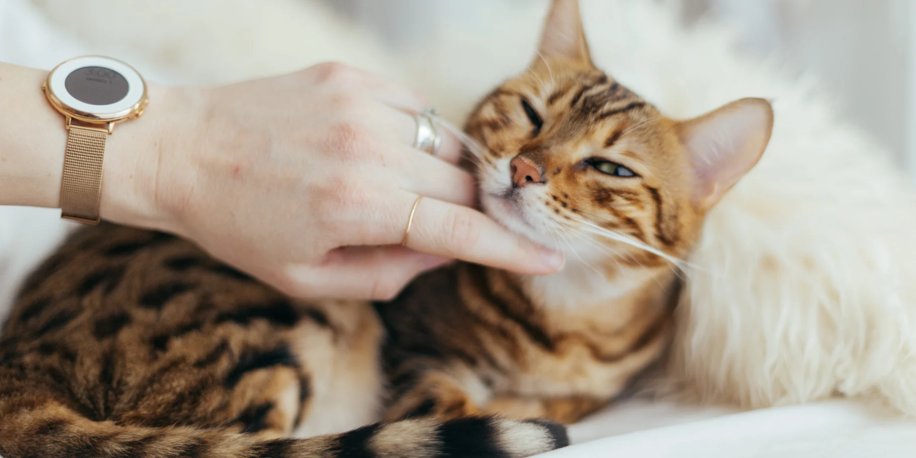 Kat som bliver nusset under hagen