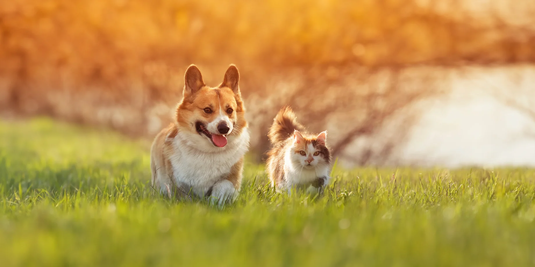 Hund og kat løber på græs